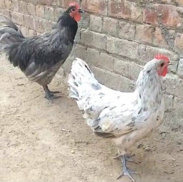 Australorp heritage Pair Vacinated and active 2