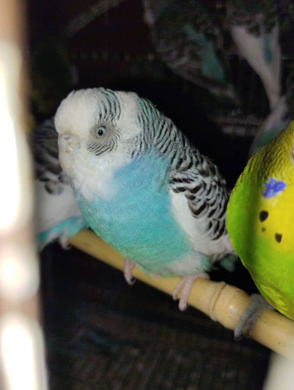 Australians budgie for sale 0