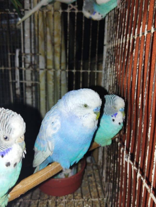 Australians budgie for sale 1