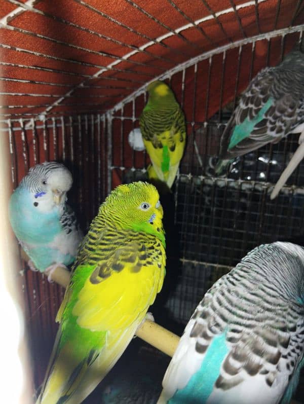 Australians budgie for sale 2