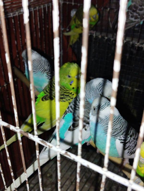 Australians budgie for sale 3