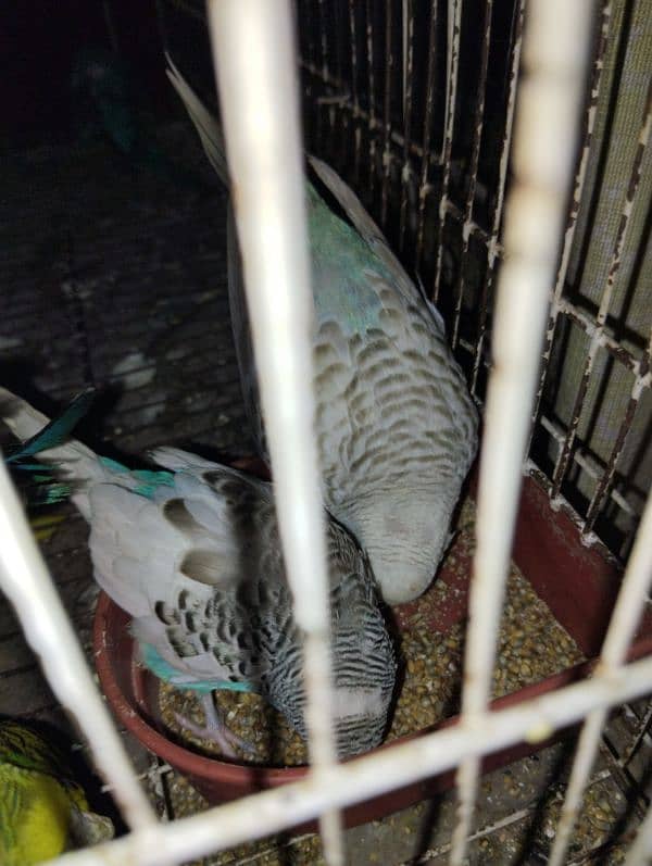 Australians budgie for sale 4