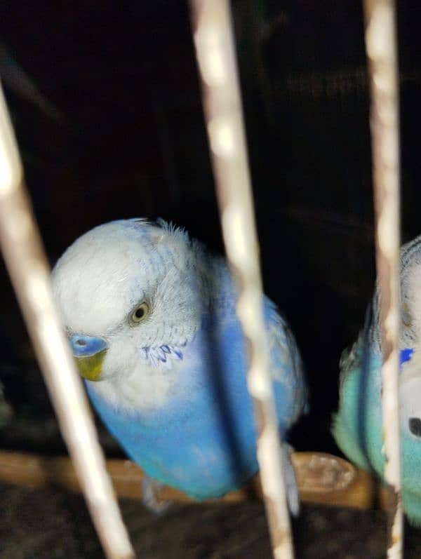 Australians budgie for sale 5