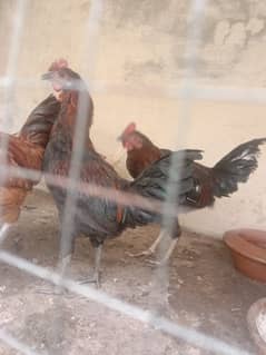 3male for sale price 3000