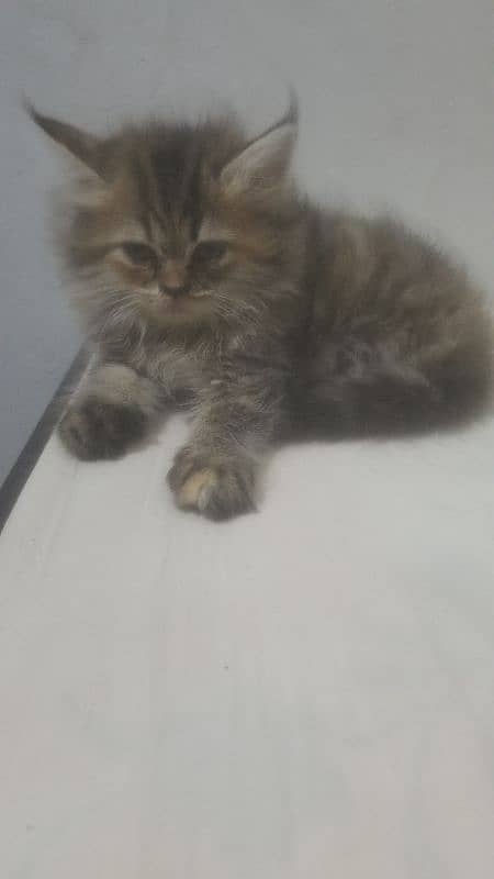 cute kitten available 0