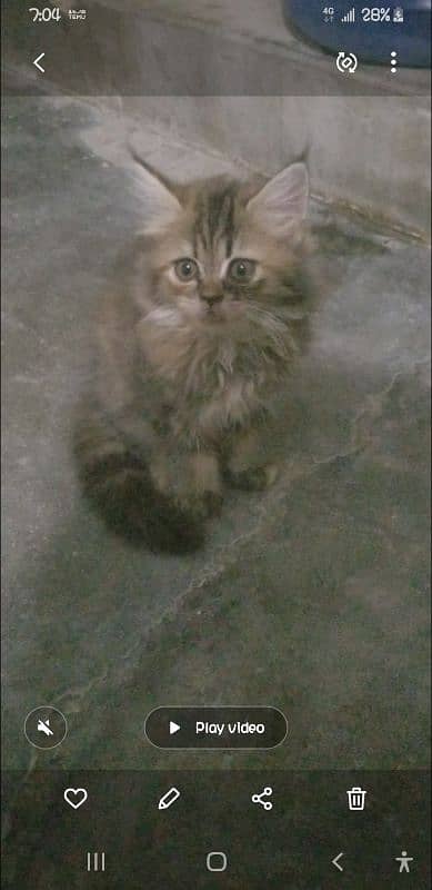 cute kitten available 1