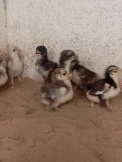 bantam chicks