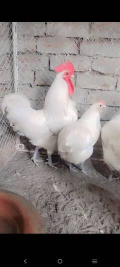 White Australorp Heritege