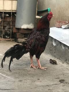 aseel hen for sale