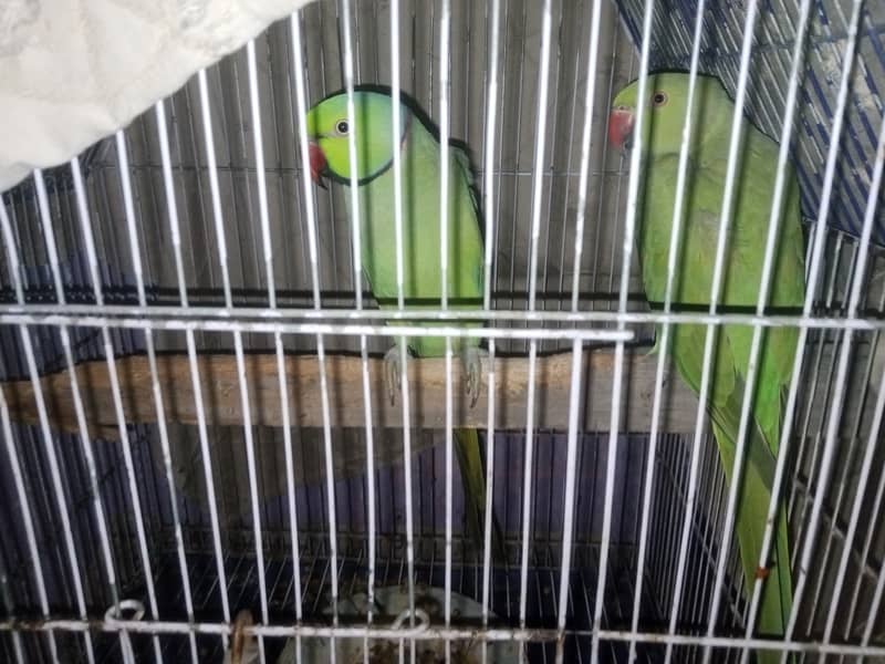 Green ringneck pair 0