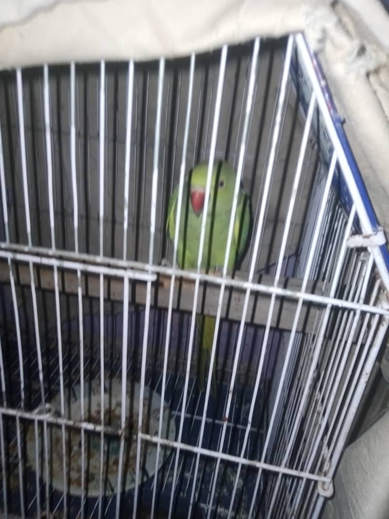 Green ringneck pair 2