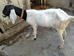 Sindhi Desi bakri for sale. . .