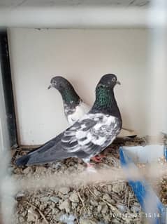 Mix pigeons for sale