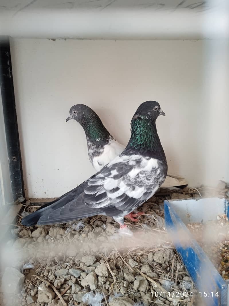 Mix pigeons for sale 0