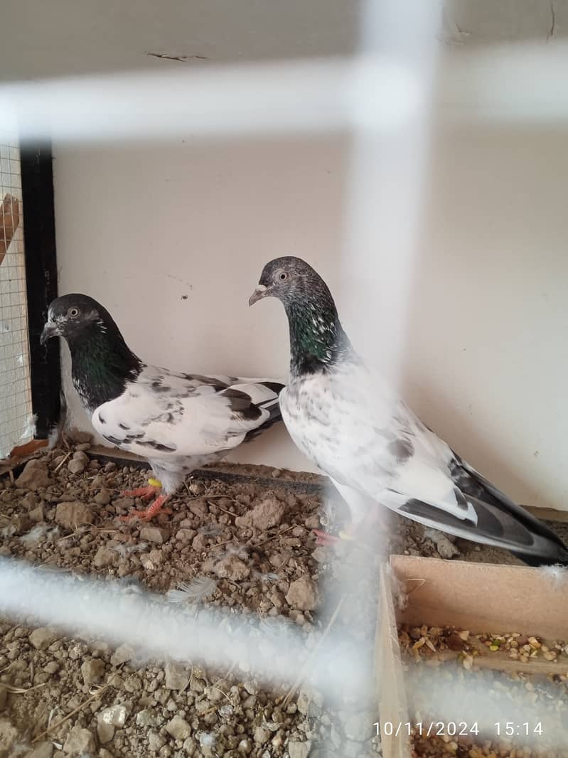 Mix pigeons for sale 1