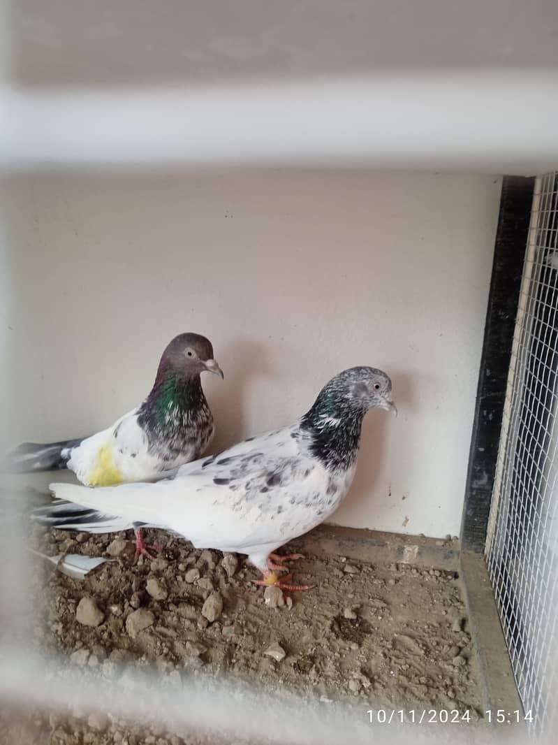 Mix pigeons for sale 2