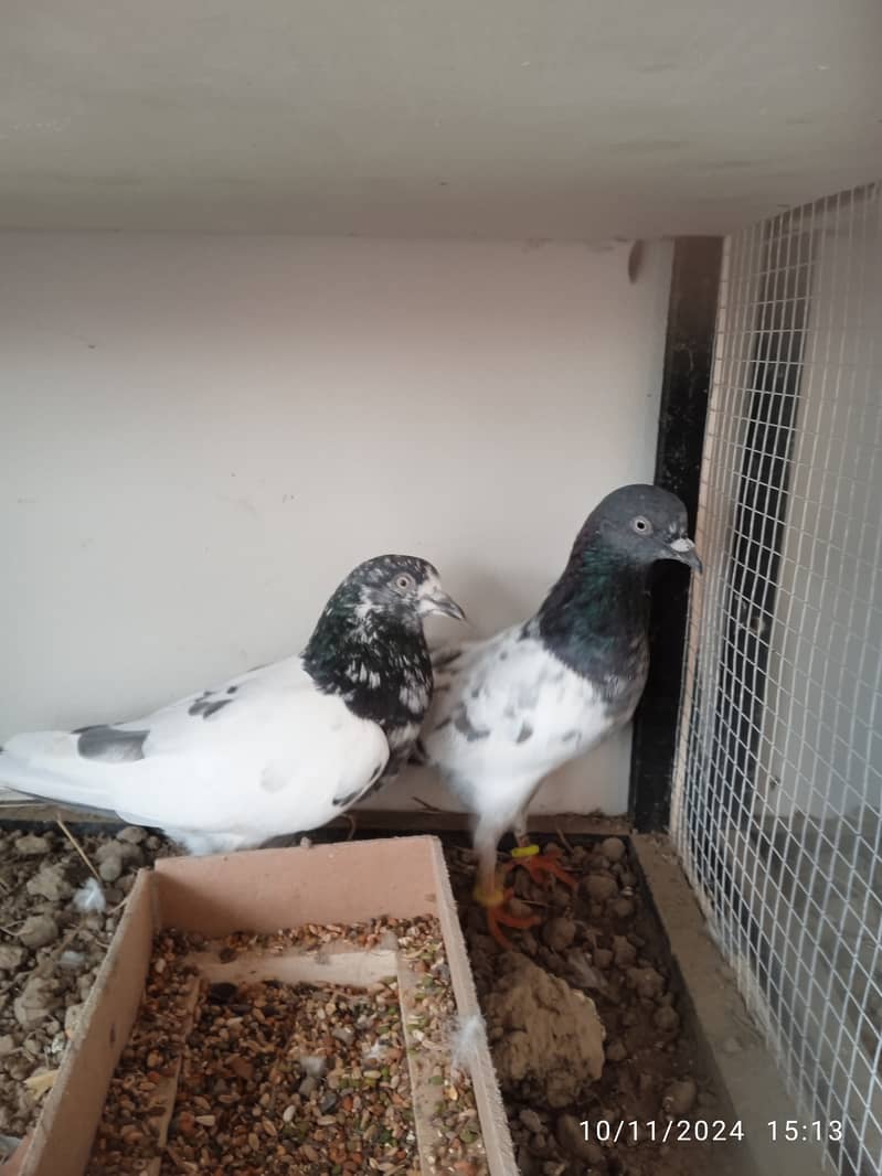 Mix pigeons for sale 3