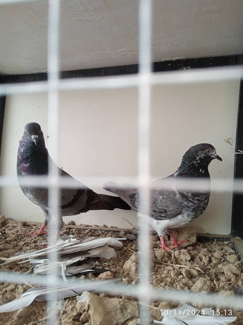 Mix pigeons for sale 4