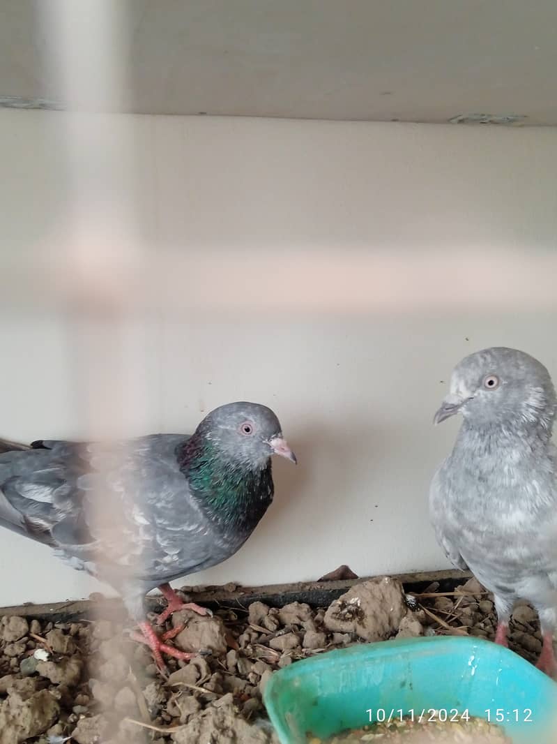 Mix pigeons for sale 5