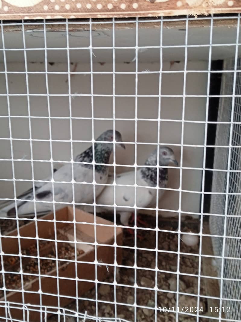 Mix pigeons for sale 6