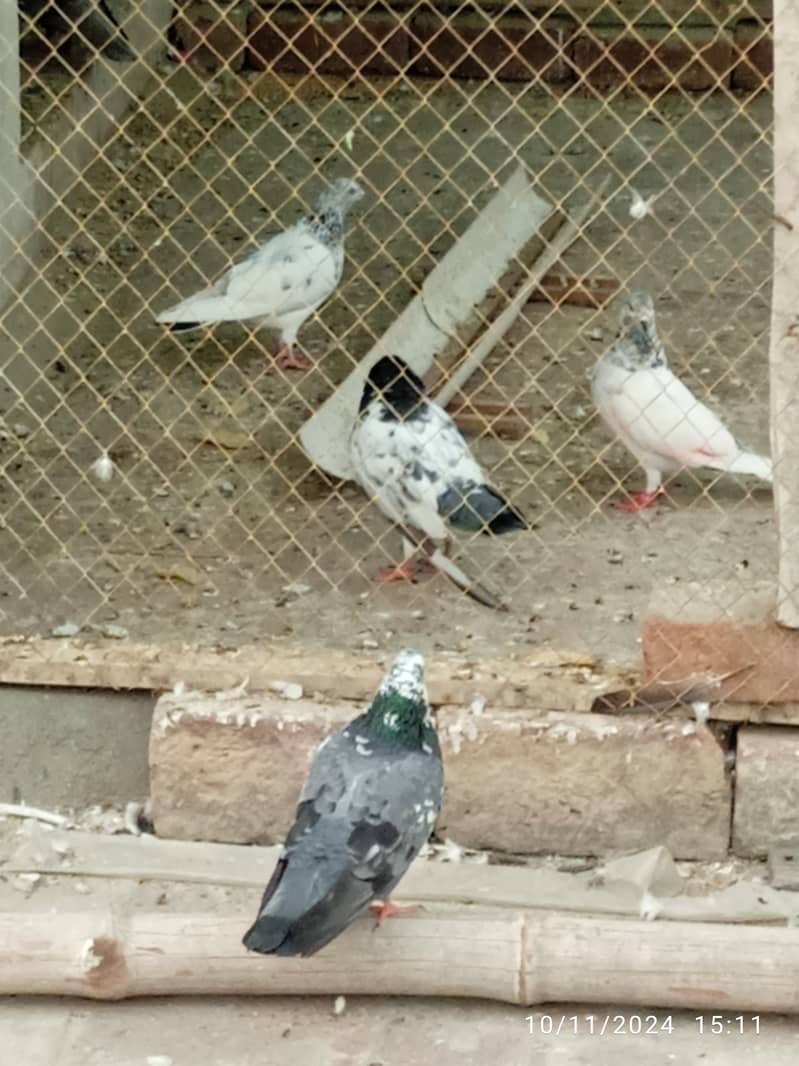 Mix pigeons for sale 7