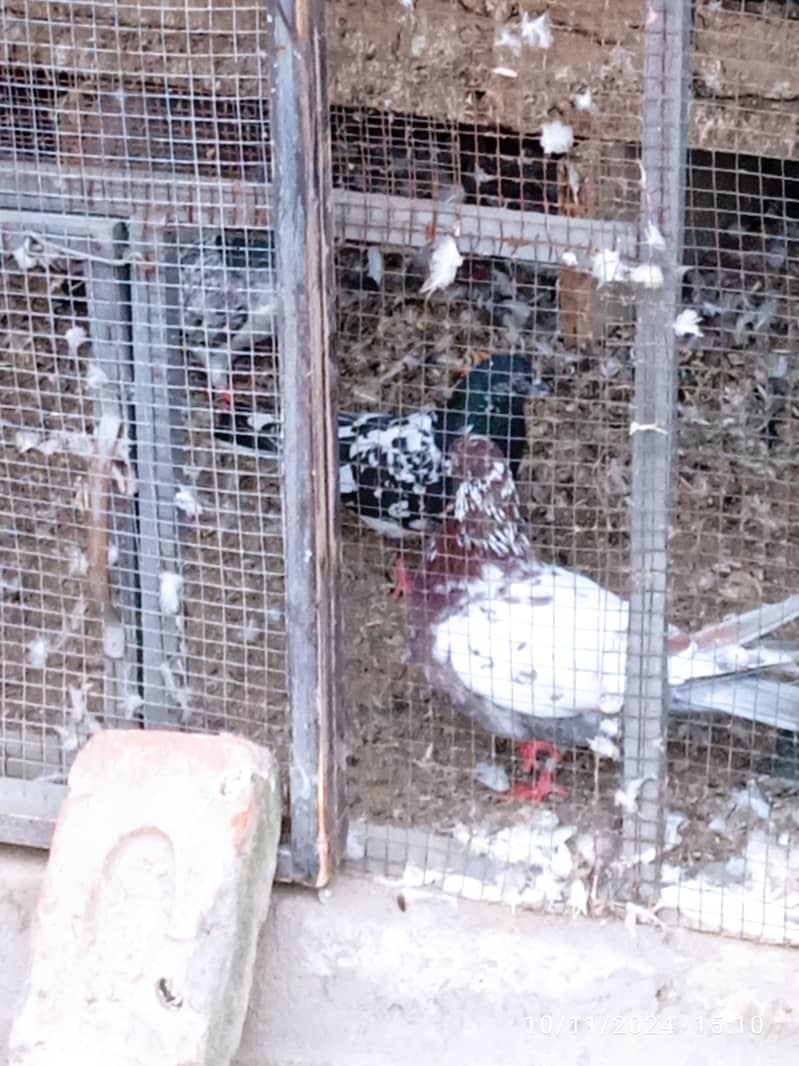 Mix pigeons for sale 8