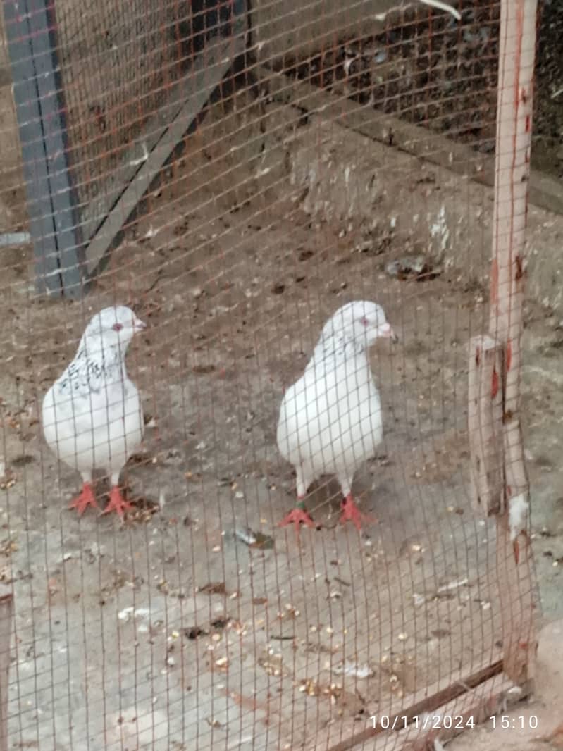 Mix pigeons for sale 9