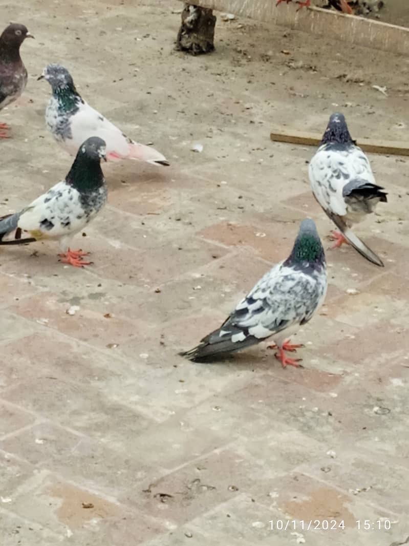 Mix pigeons for sale 10