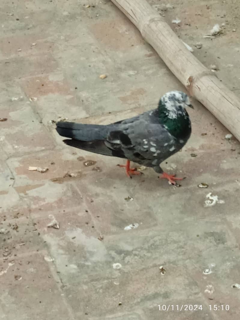 Mix pigeons for sale 11