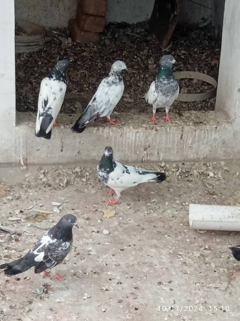 Mix pigeons for sale 12