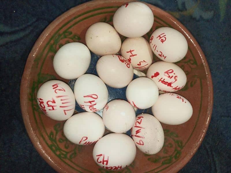 Fresh Heera Eggs 1