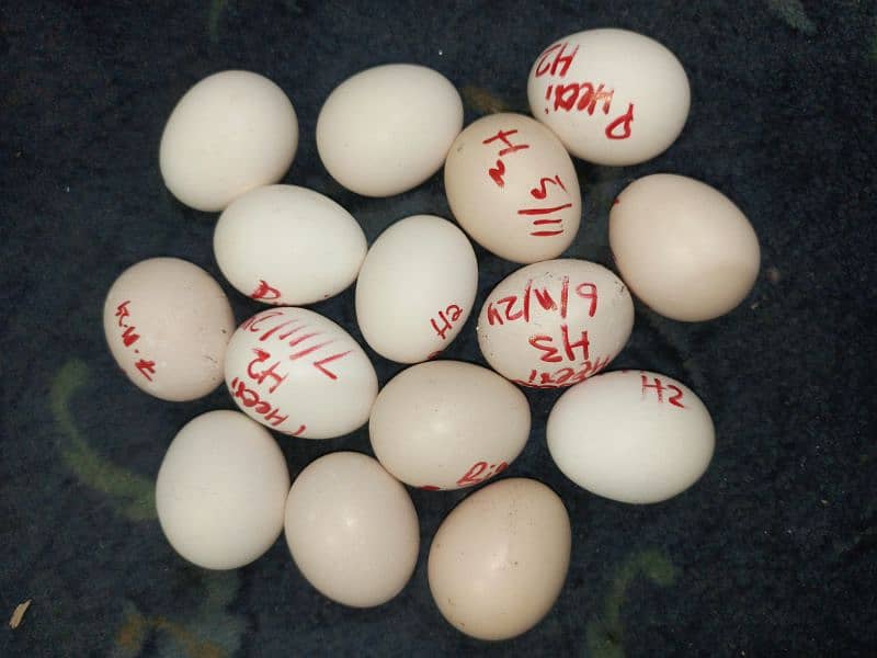 Fresh Heera Eggs 3