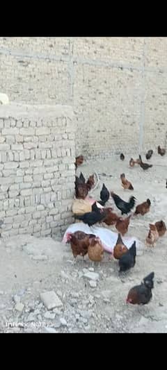 Desi misri Home Raised Hens for Sale