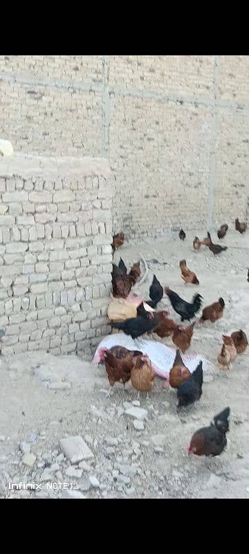 Desi misri Home Raised Hens for Sale 0