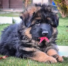 German shepherd Long Haired Male puppy