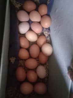 Desi egg available ,wholesale rate pr desi ande dastiyab he