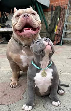 Imported American bully dogs puppies available for booking