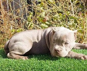 Imported American bully dogs puppies available for booking 2