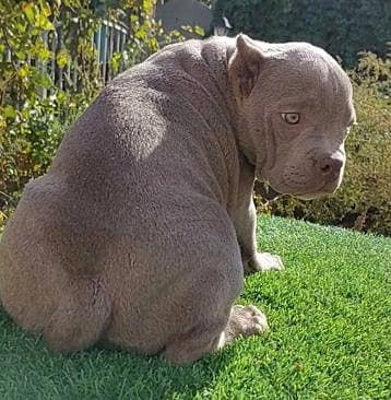 Imported American bully dogs puppies available for booking 3