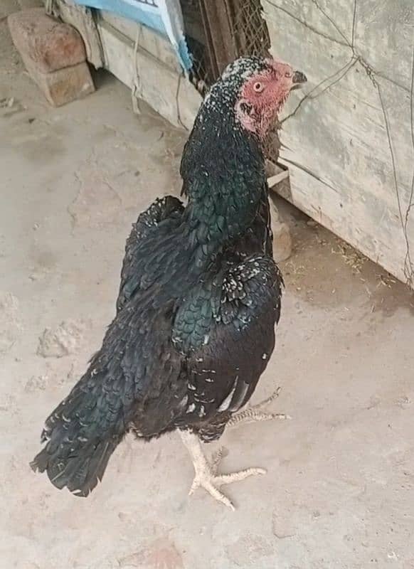 black shamo aseel female for sale 1