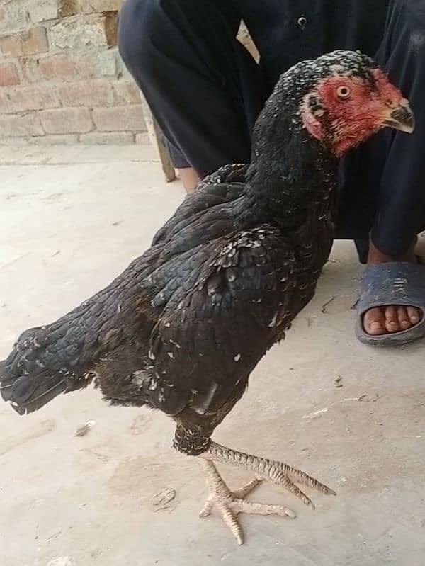 black shamo aseel female for sale 2