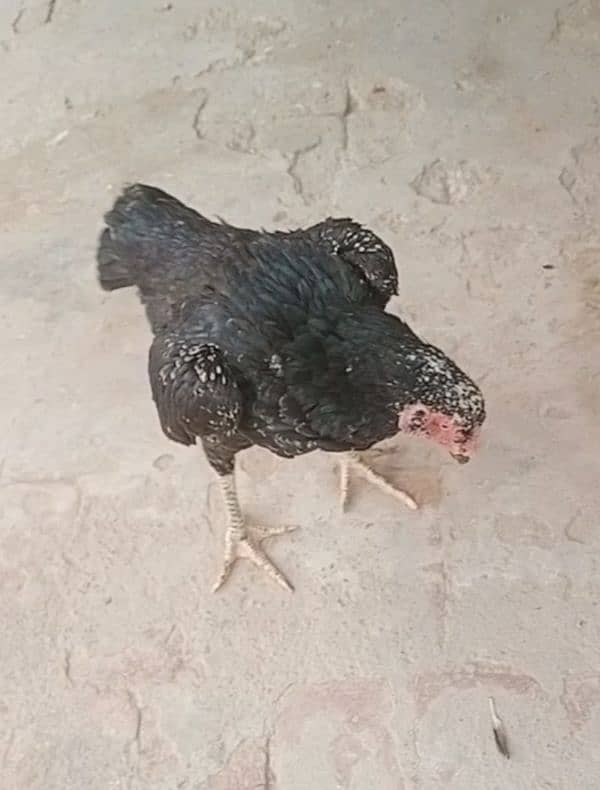 black shamo aseel female for sale 3