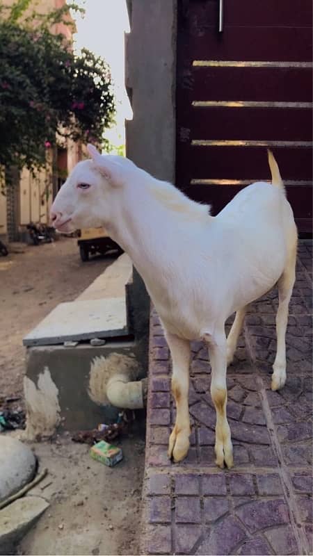 white tedda pointed ear 1