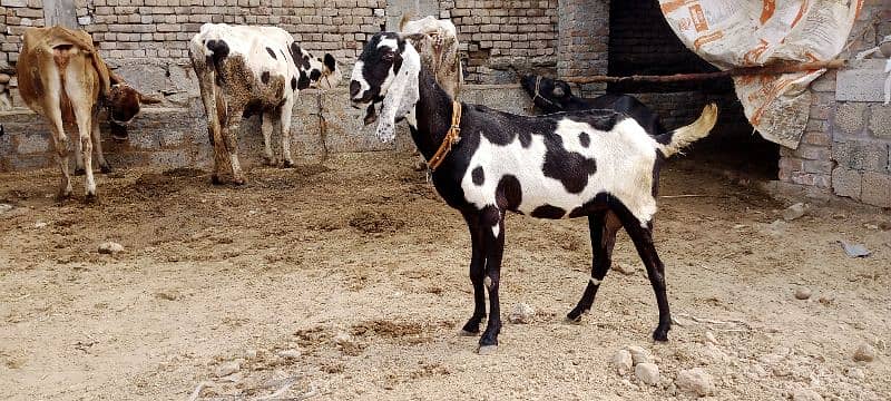 beetal amritsari bakri bacho  smait 0