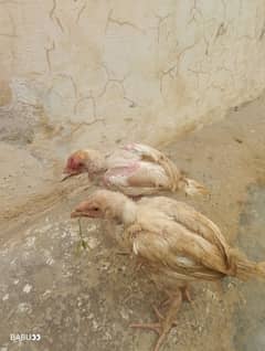 aseel Heera chicks outclass quality