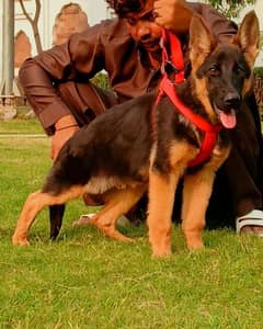 German shepherd long coat male havey bone stature for sale