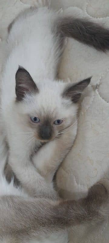 Pure Siamese kittens for sale 0