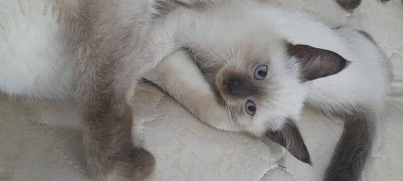 Pure Siamese kittens for sale 1