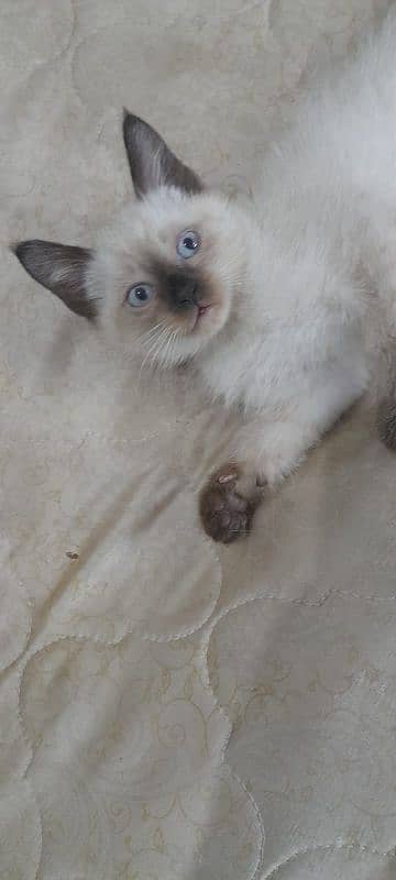 Pure Siamese kittens for sale 2