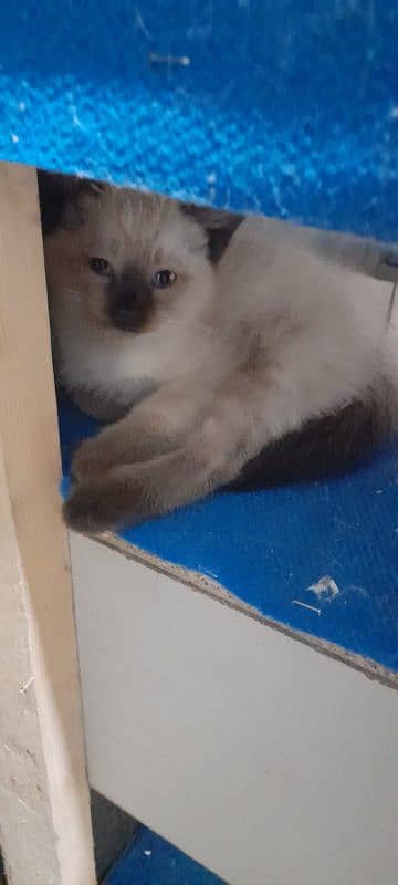 Pure Siamese kittens for sale 3